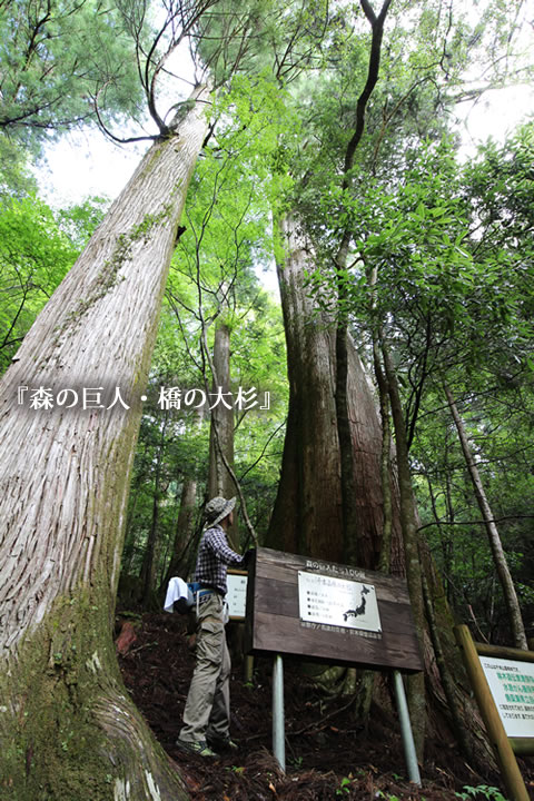 『森の巨人・橋の大杉』