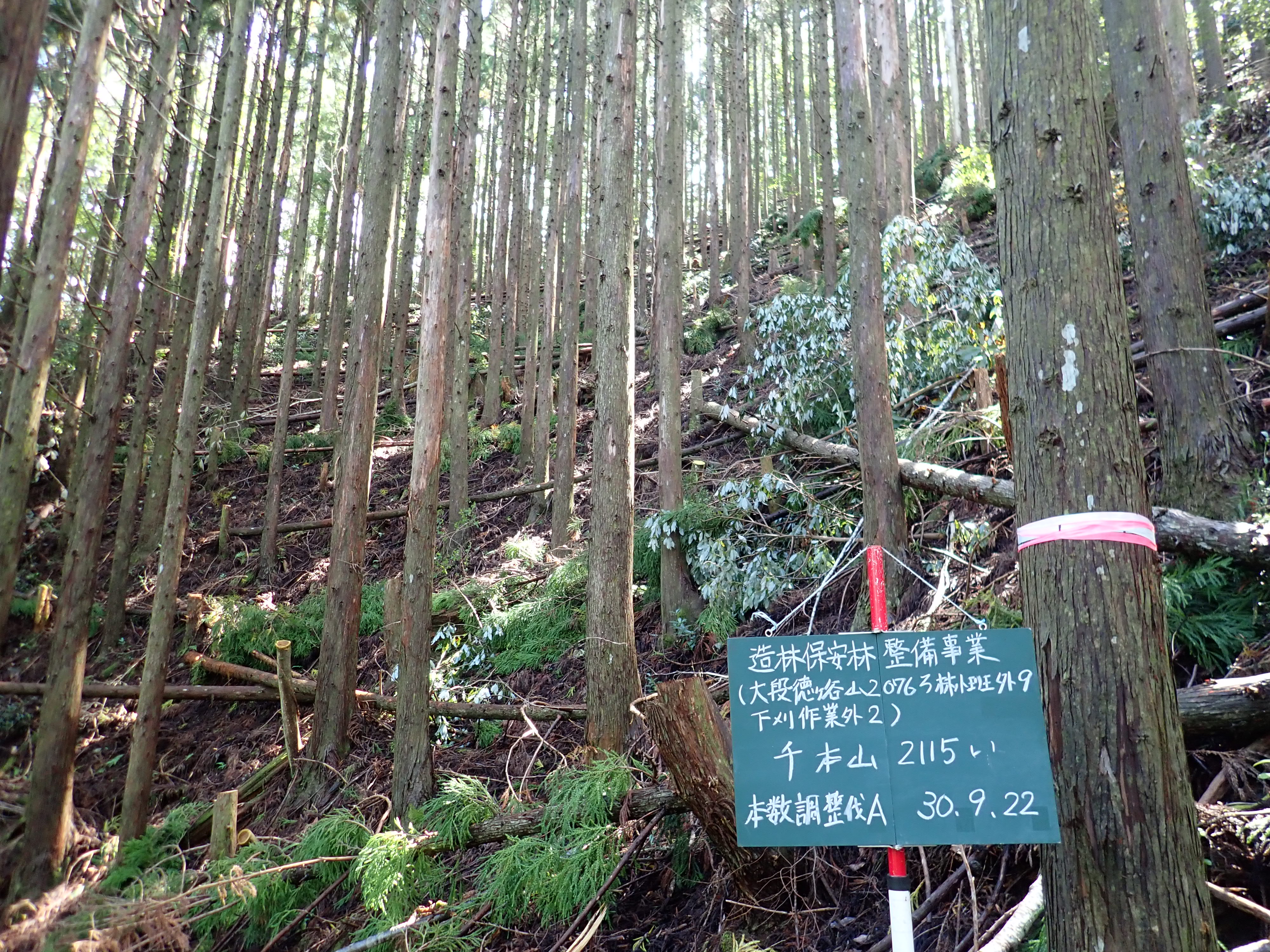 保育間伐をご存じですか?~営林の現場~ | エコアス馬路村
